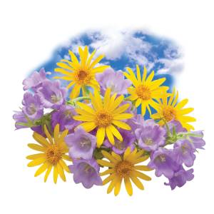 Alpine Meadow/Summer Breeze
