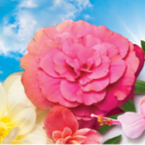 Flores y Frescura