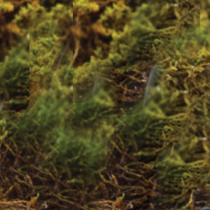 Pine & Moss
